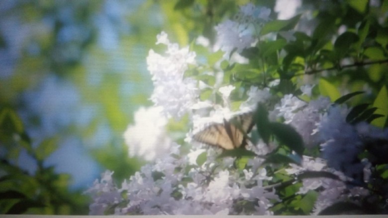 Sessizlin Sesi Bahar Geliyor