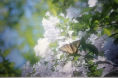 Sessizlin Sesi Bahar Geliyor